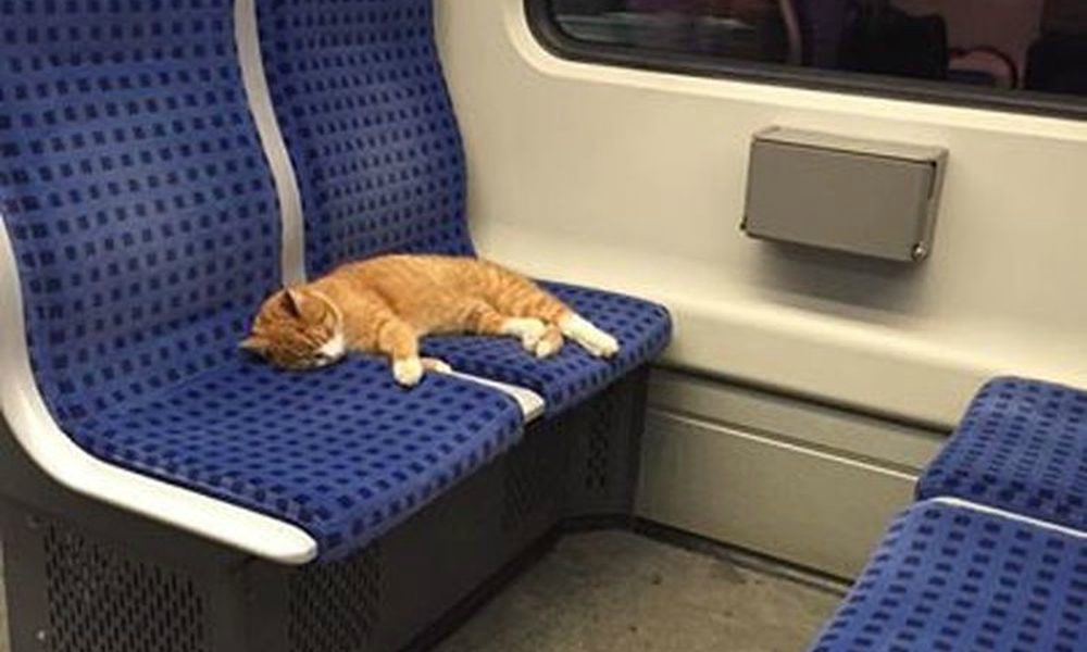 Gatto dorme… in metropolitana [FOTO]