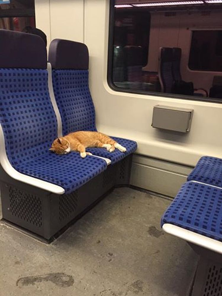 Gatto dorme… in metropolitana [FOTO]