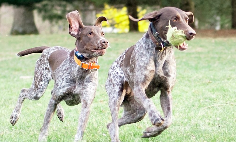 Gite fuori porta: i 5 animali da evitare assolutamente