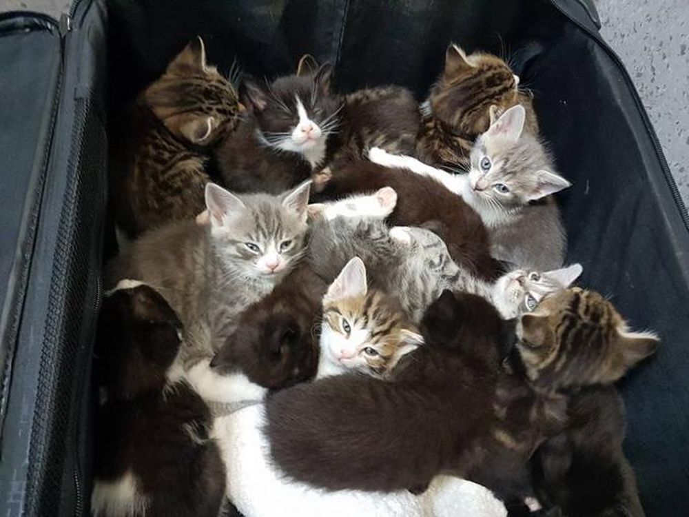 Quindici gattini abbandonati in una valigia 