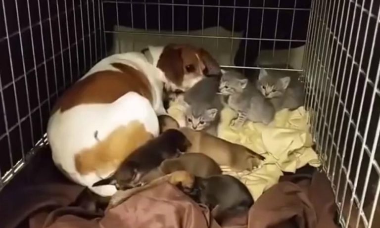 Mamma cane adotta gattini orfani [VIDEO]
