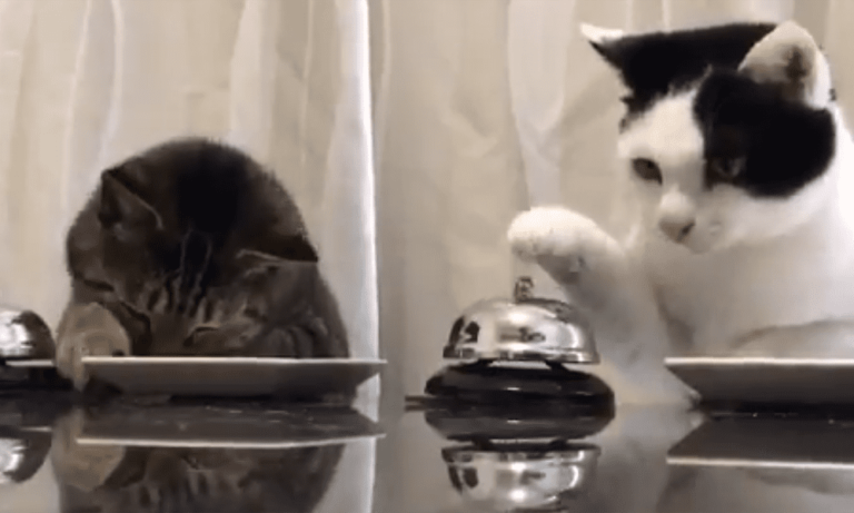 Gatti suonano il campanello: il motivo vi sorprenderà [VIDEO]