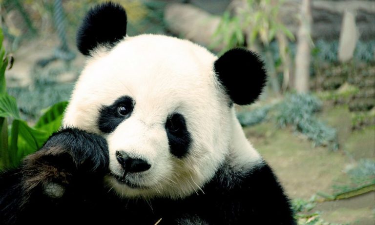 Perché i panda hanno il pelo a macchie bianche e nere? Un interessante studio lo svela