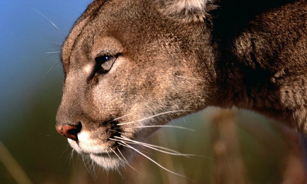 Terrore in California: puma entra in casa e rapisce il cane