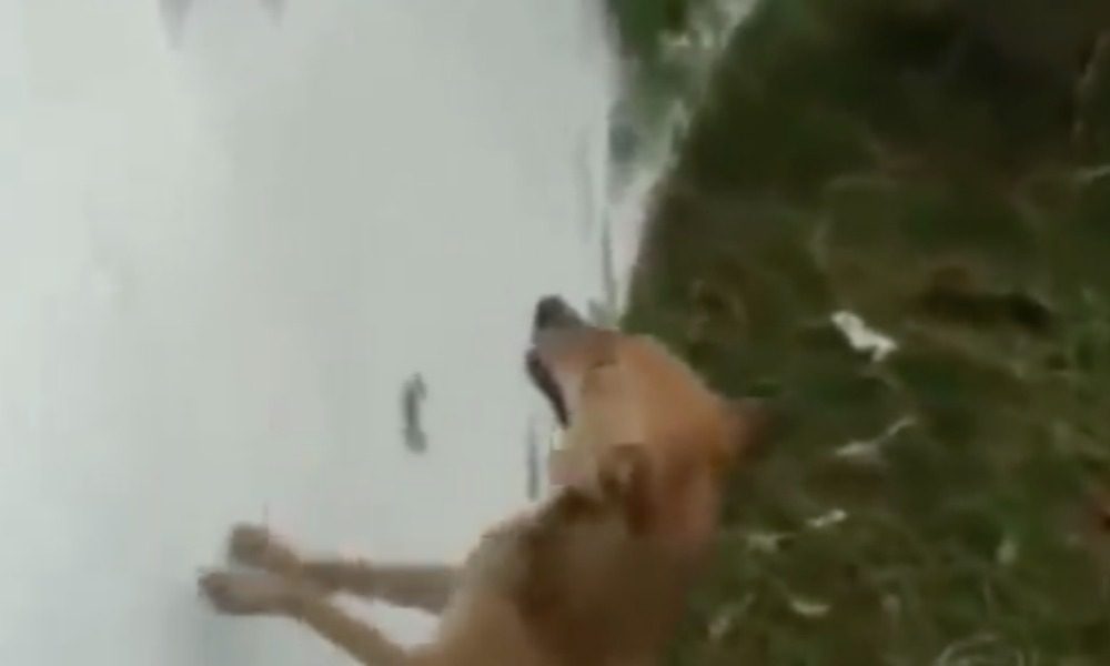 Il cane randagio piange disperato: vuole farsi seguire fino a... [VIDEO]