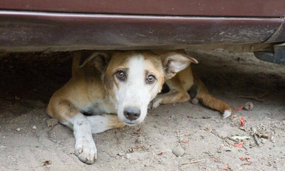 Nuovo cane impiccato in Calabria: "Angelo non è stato l'unico"