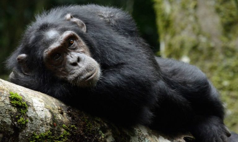Efferato delitto tra scimpanzé per la lotta al potere [VIDEO IMMAGINI FORTI]