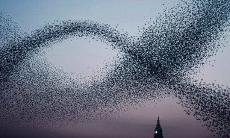 Le incredibili geometrie aeree degli stormi di uccelli [VIDEO]