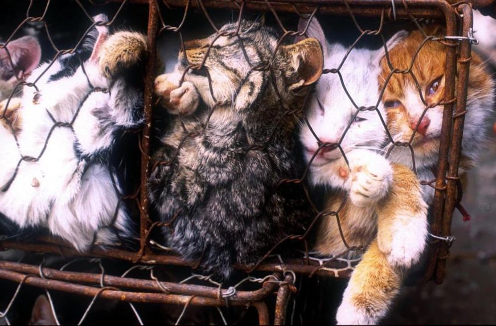 Svolta epocale a Taiwan: vietato il consumo di carne di cane e gatto