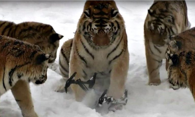 Tigri a caccia di droni…  [VIDEO]