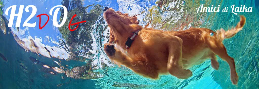 H2dOg: la piscina a misura di cane
