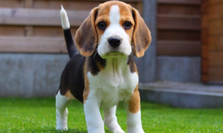 Beagle: le 5 caratteristiche insolite del cane da caccia più dolce
