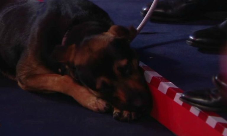 Il cane morso dal suo proprietario al Maurizio Costanzo Show [VIDEO]