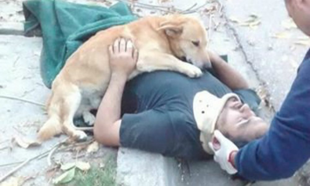 Un uomo cade e perde conoscenza. La reazione del suo cane sorprende tutti [VIDEO]