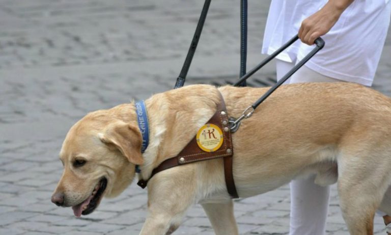Shock a Rimini: cane guida aggredito da un pitbull