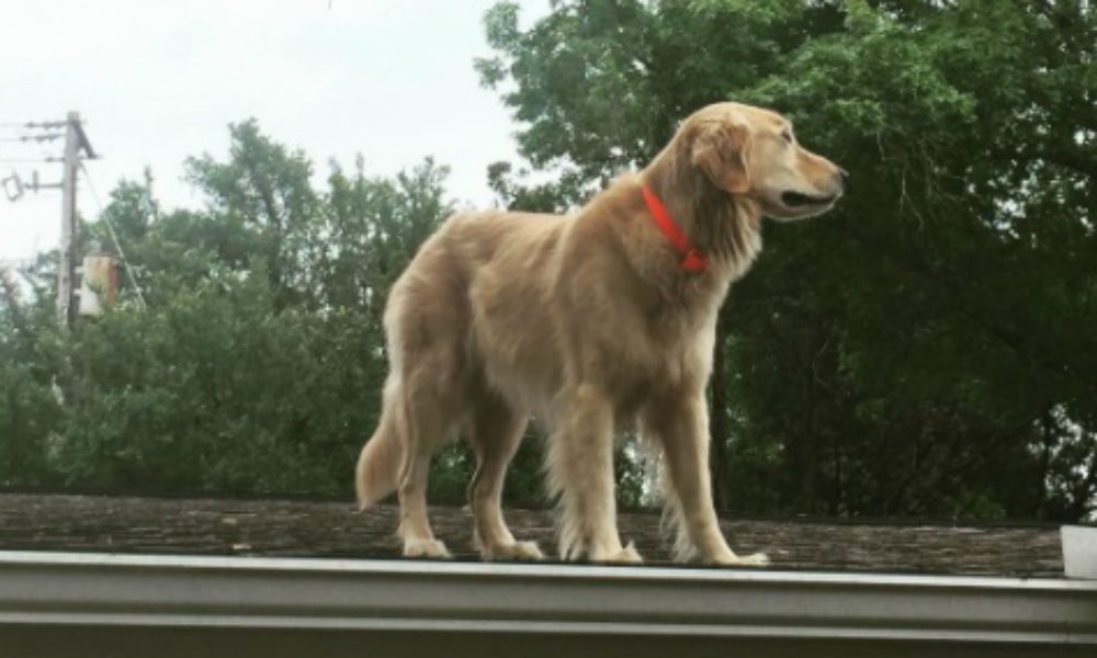 Huckleberry: il cane sul tetto