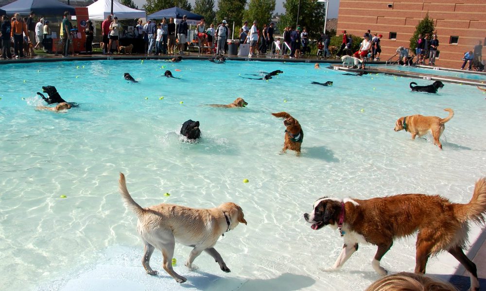 H2dOg: la piscina a misura di cane
