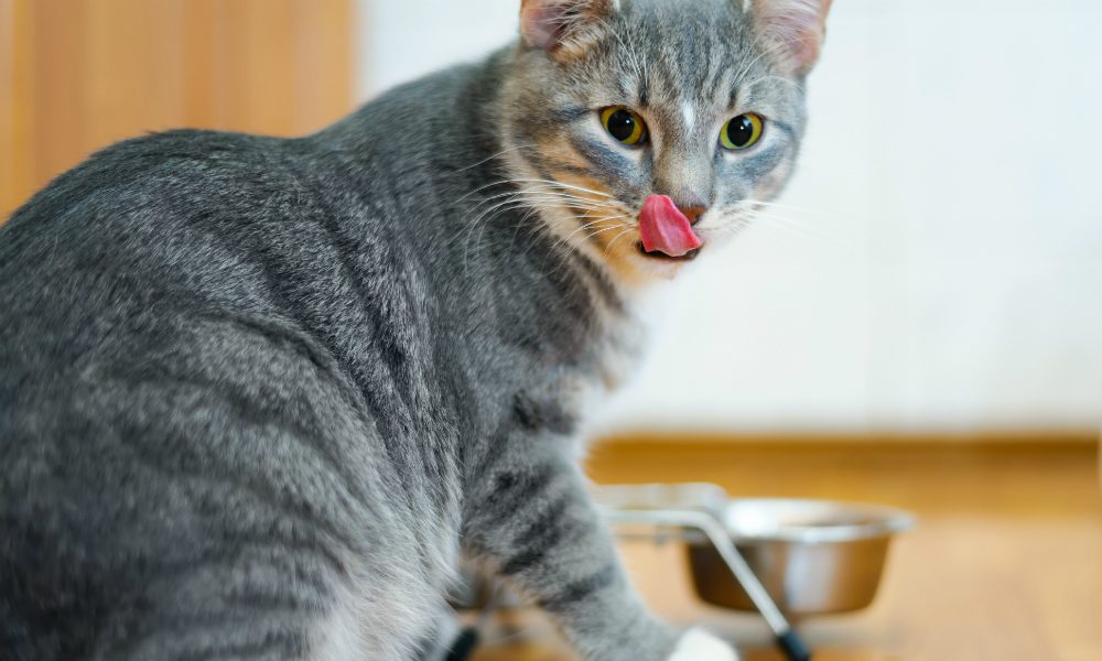 “L’Esperto risponde”: quante volte al giorno deve mangiare il gatto