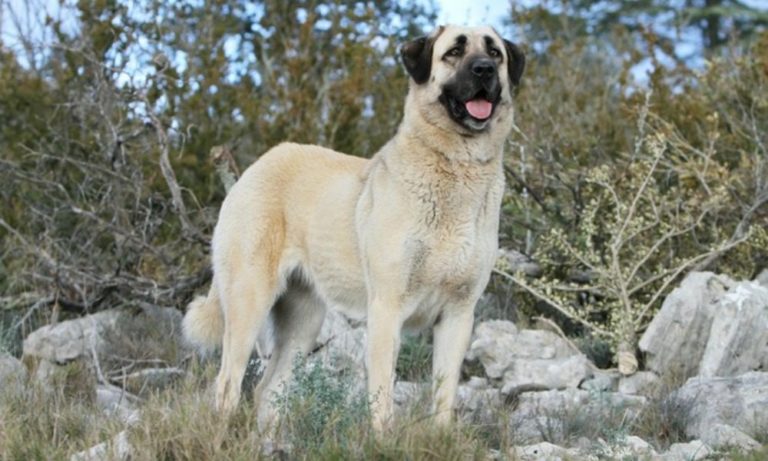 Il cane Kangal: le 5 particolarità del gigante buono