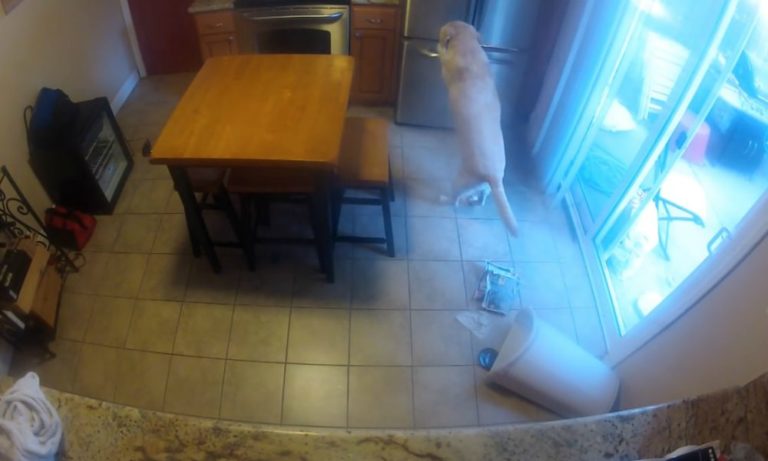 Filma di nascosto la sua cagnolina e fa una scoperta incredibile [VIDEO]