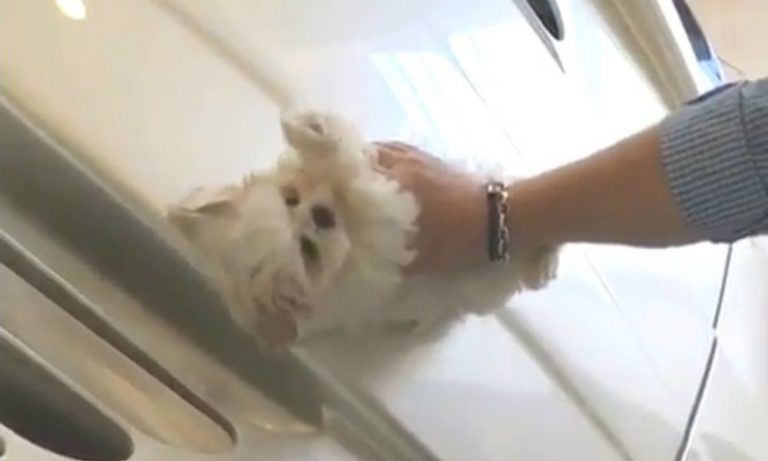 Lava la Maserati con un cucciolo di cane: esplode la polemica sul web [VIDEO]