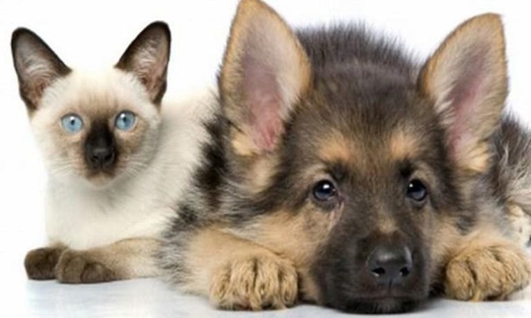 Cani, gatti e antipulci a ultrasuoni: come funzionano e quanto costano
