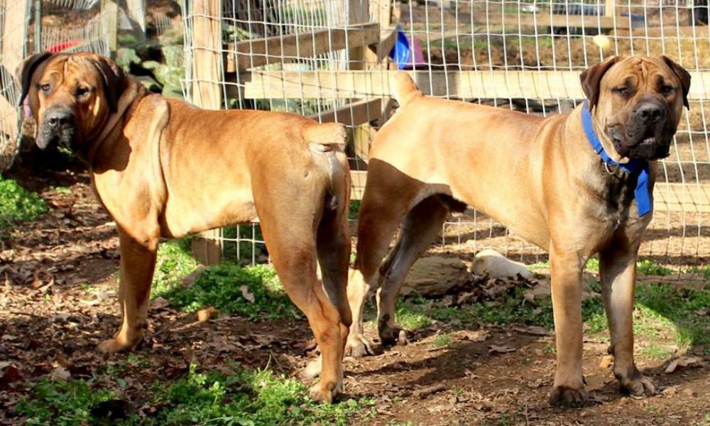 Cani Boerboel: dopo l'allevatrice uccisa verranno soppressi. È polemica