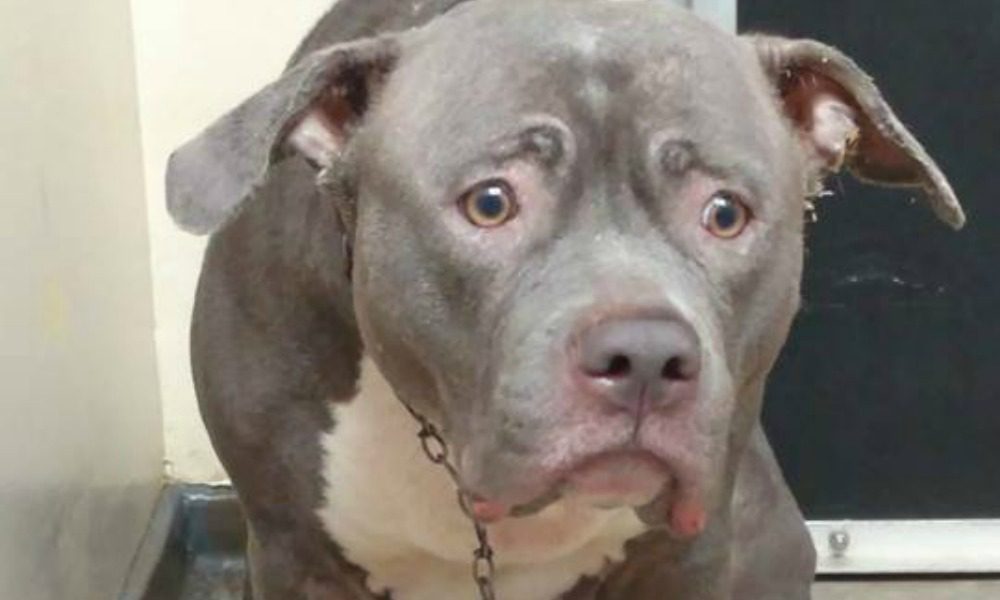 Il cane capisce di essere stato abbandonato: il suo sguardo dice tutto [VIDEO]