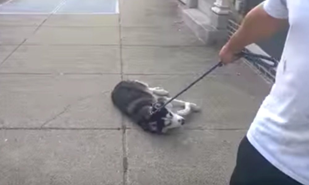 Cane si finge morto: non vuole tornare a casa [VIDEO]