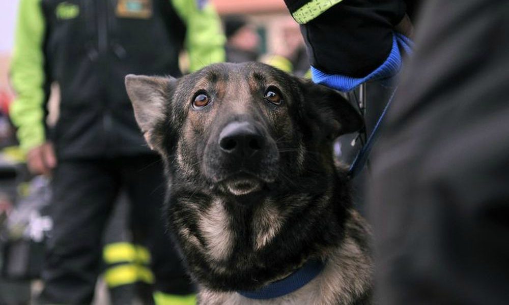 “Io c’ero”: la giornata in memoria degli animali morti sul lavoro