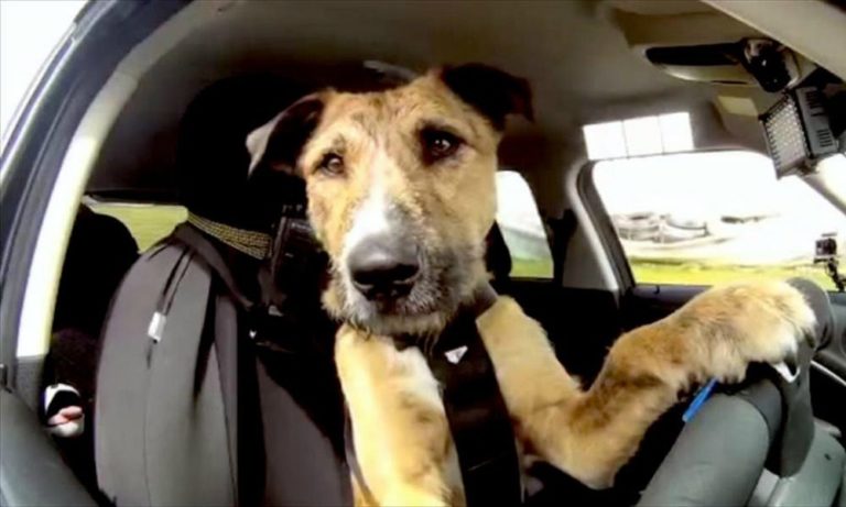 Cani in auto: le 3 regole del viaggio sicuro e a prova di legge