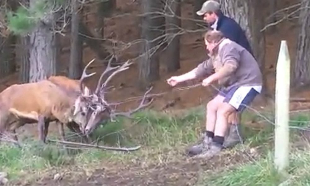 Due cervi incastrati rischiano di morire, poi… [VIDEO]