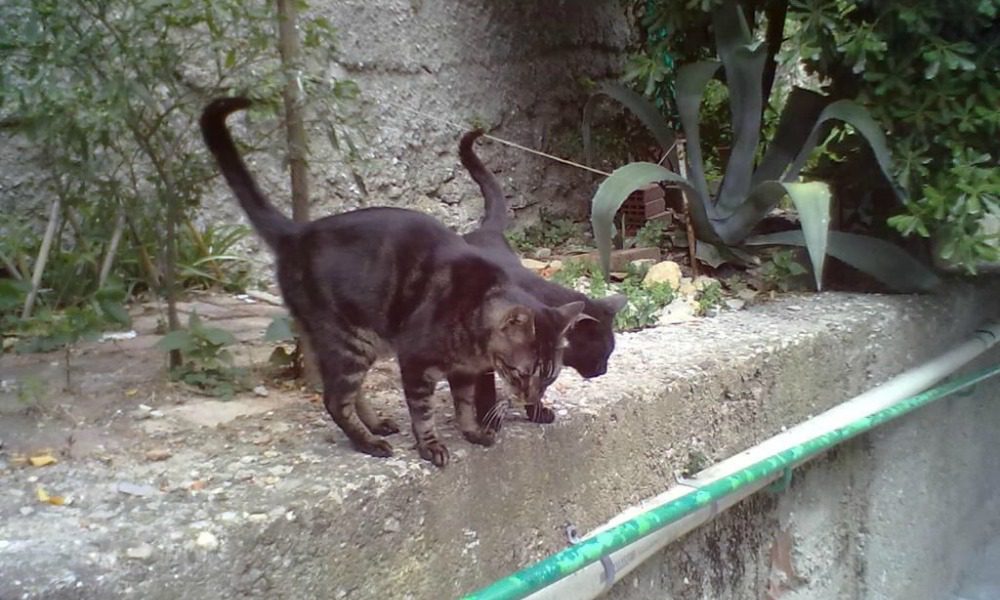 Orrore in Sardegna: gattini tagliati in due a Quartu Sant'Elena