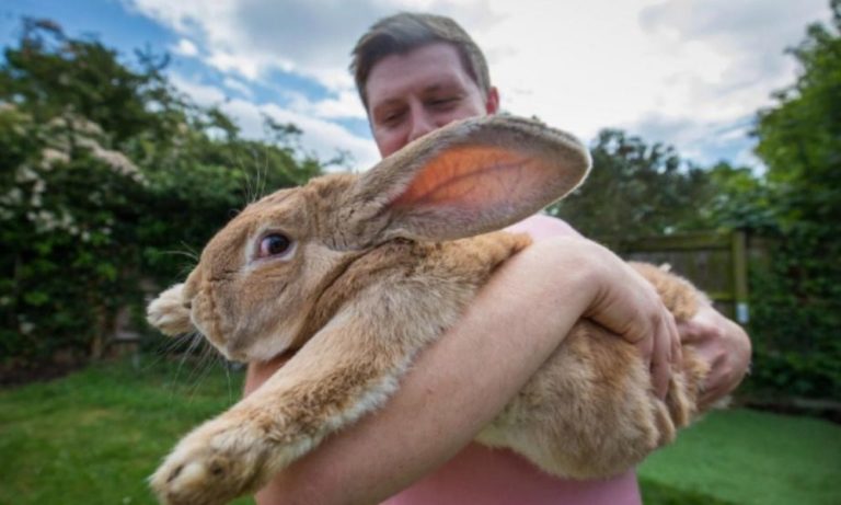 Dexter: il coniglio più grande del mondo… o no?