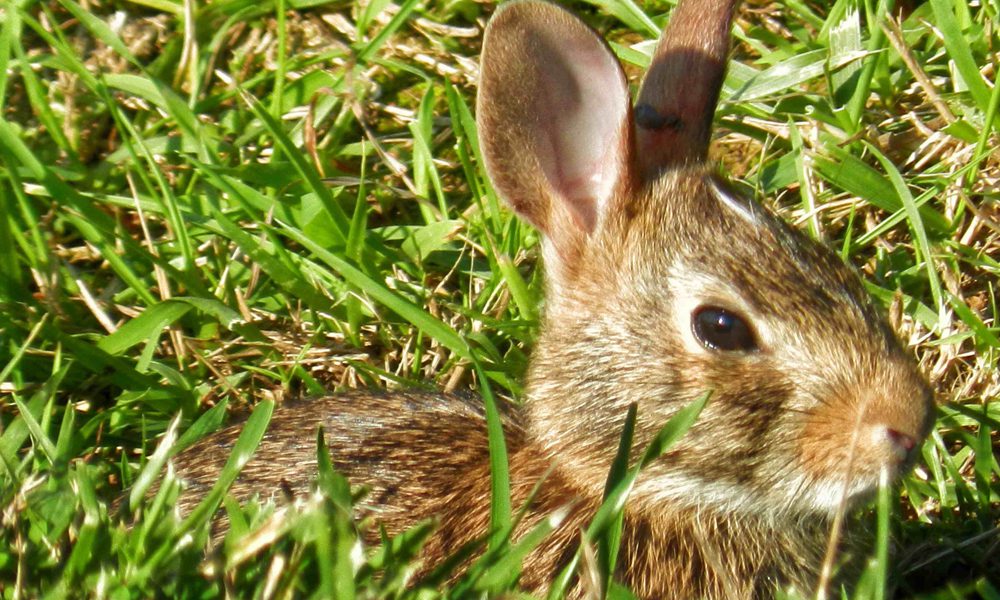 Forlì, troppi conigli nel parco: il Comune ordina una strage