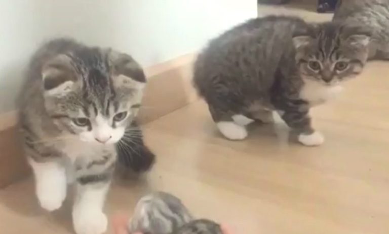 Mostra per la prima volta un cucciolo ai suoi gatti: la loro reazione è inaspettata [VIDEO]