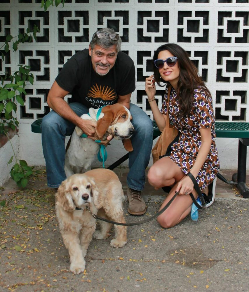 George Clooney dona 10.000 dollari per salvare nove cani