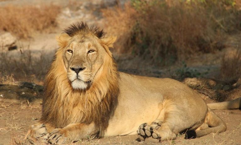 I leoni dell’India [VIDEO]