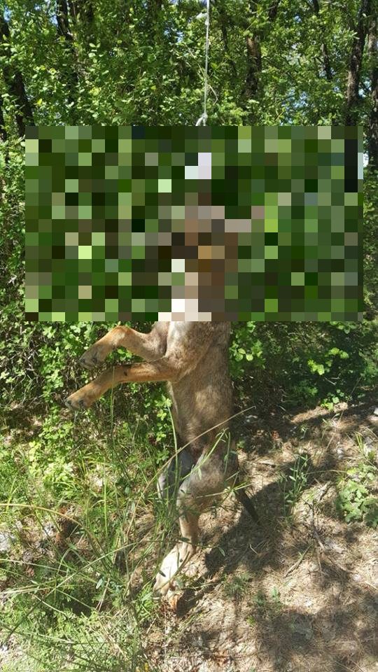 Macabra scoperta a Rieti: lupo impiccato a un albero [IMMAGINI FORTI]