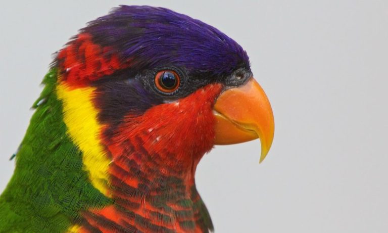 Un pappagallo che non imita suoni e parole ma… [VIDEO]