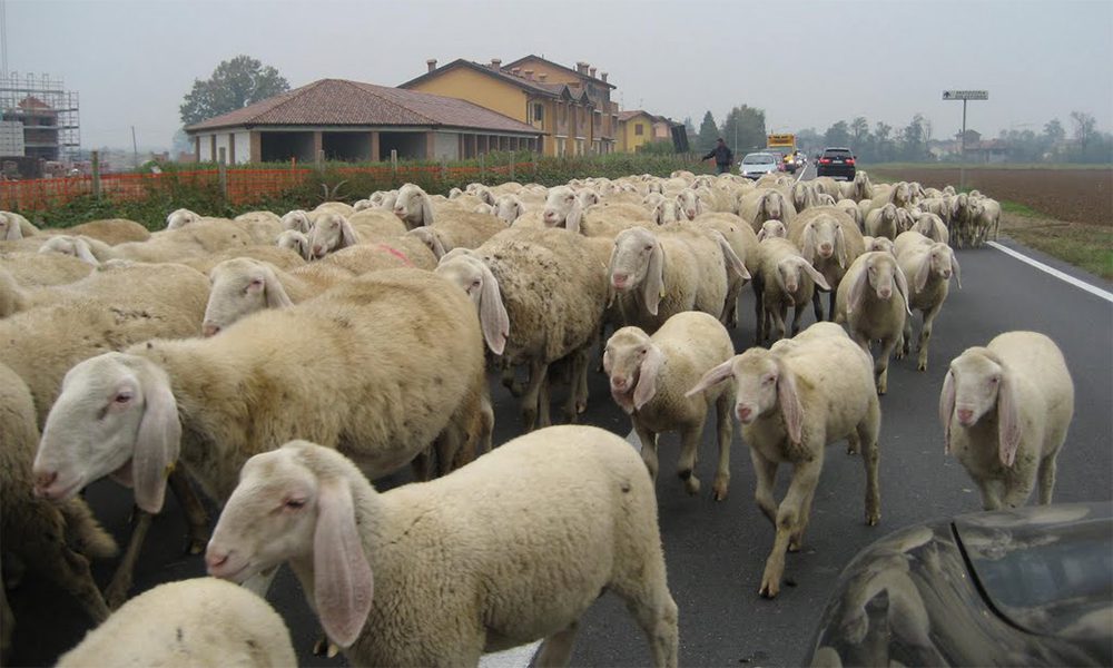 Strage di pecore: gregge travolto da un camion