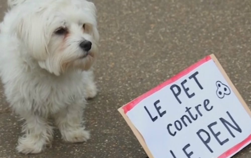 Presidenziali francesi: anche i cani a favore di Macron [VIDEO]