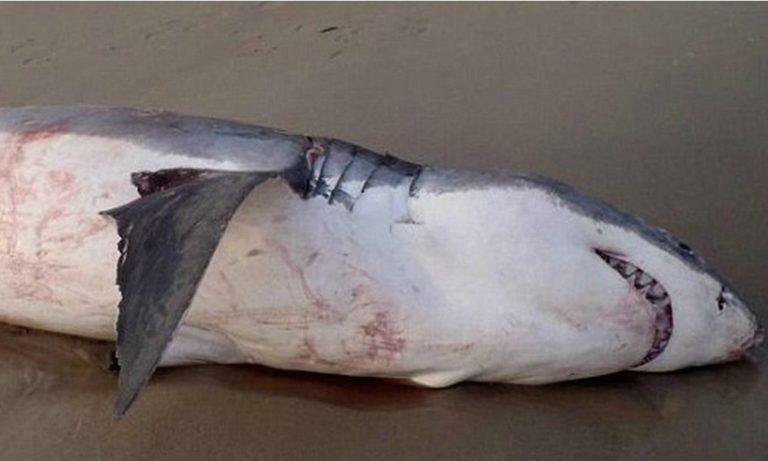 Nudo su uno squalo morto: è caccia all’uomo sul web
