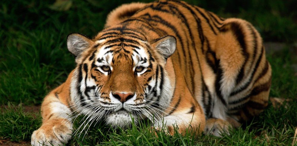 Panico allo zoo: custode sbranata da una tigre