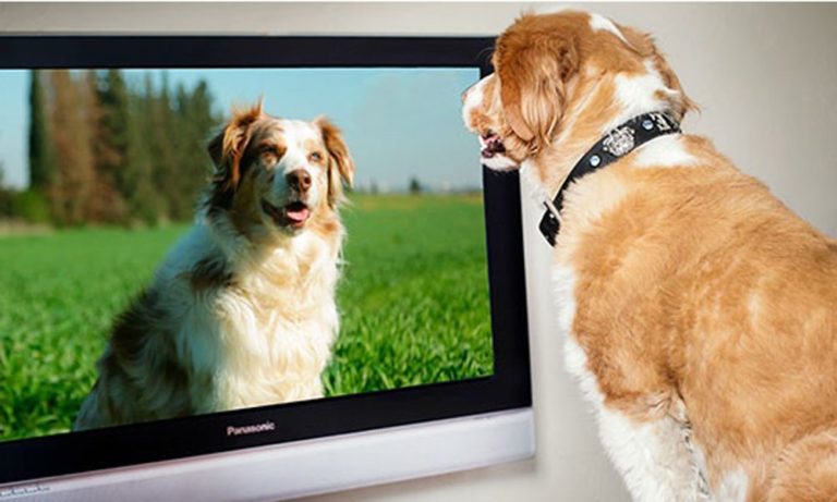 DogTv: il canale che fa sentire il cane in casa meno solo [VIDEO]