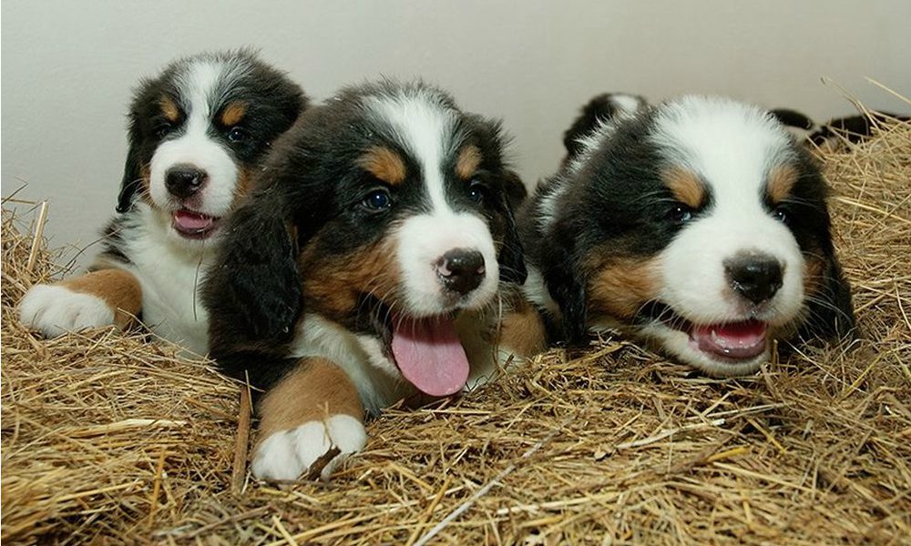 Cuccioli di cane: scoperti negozi clandestini online