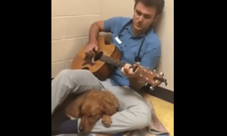 Il cane ha paura dell’operazione: il veterinario prende la chitarra e canta per lui [VIDEO]