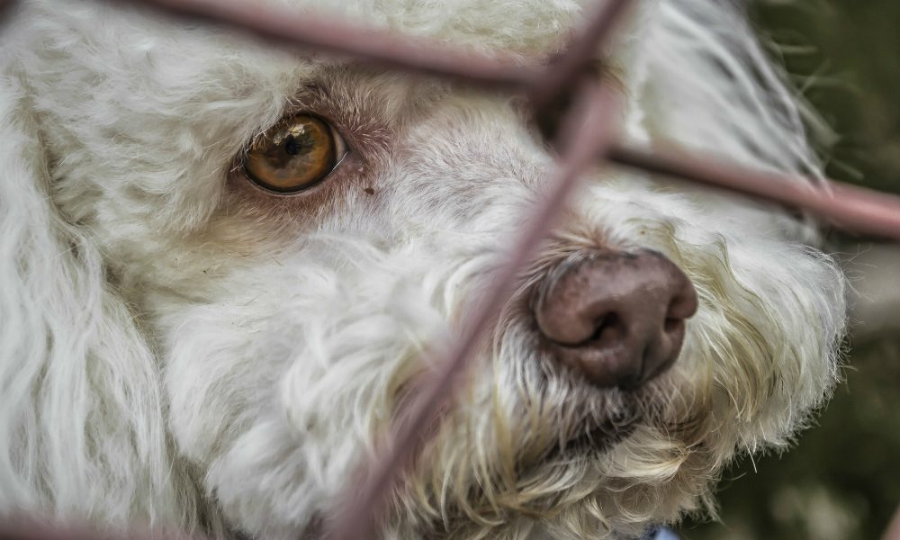 Sanzioni più dure per chi maltratta gli animali: il nuovo DDL presentato in Senato