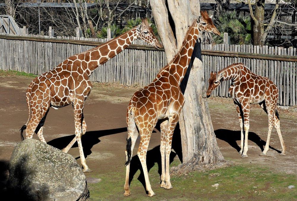 Al Bioparco di Roma “Sua altezza la giraffa!” [FOTO]
