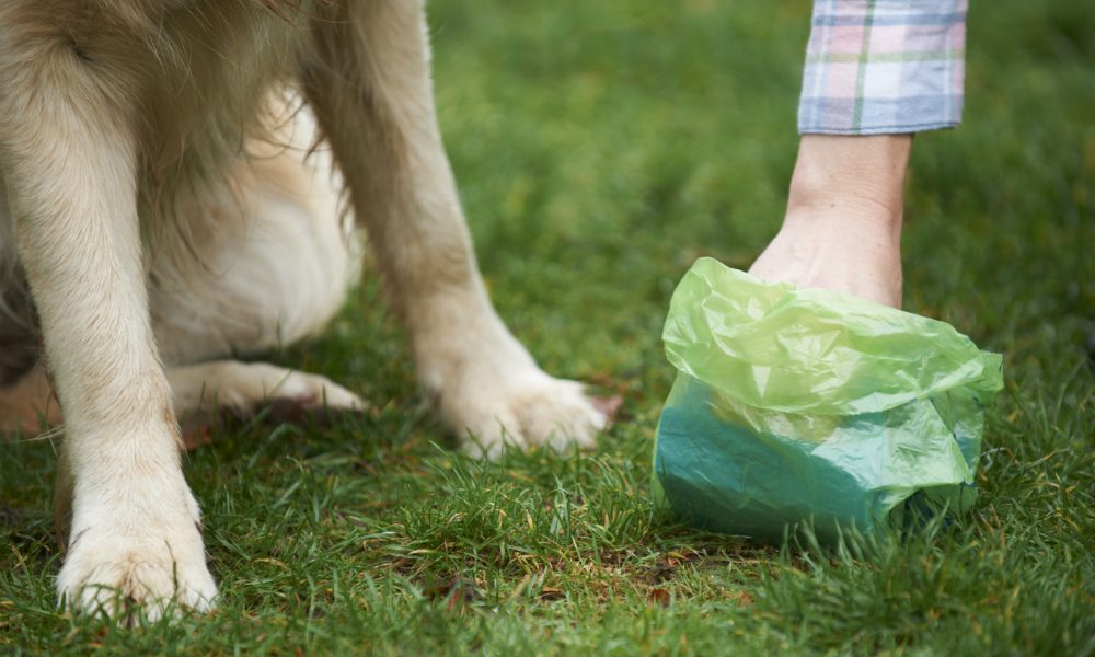 Escrementi dei cani come fonte di energia: un progetto rivoluzionario